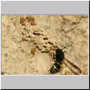 E-Odynerus spinipes w16 beim Schornsteinbau.jpg